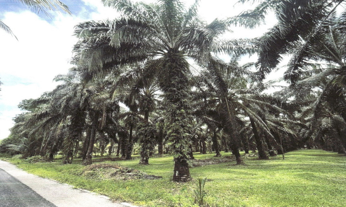 ที่ดินเปล่า ชุมพร เมืองชุมพร บางหมาก 1990000