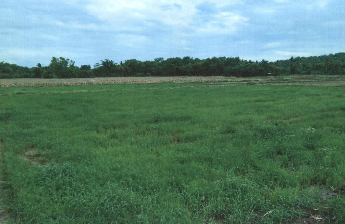 ที่ดินเปล่า เพชรบูรณ์ ศรีเทพ ศรีเทพ 910080