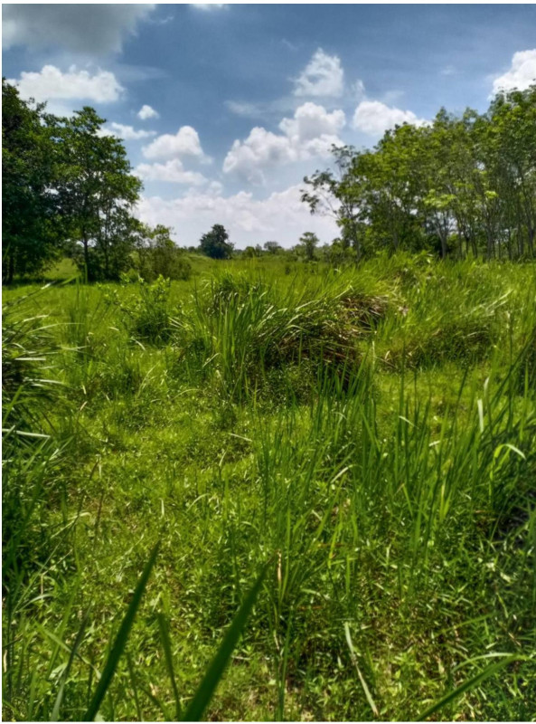 Residential land/lot Pattani Yarang Pitu Mudi 58800