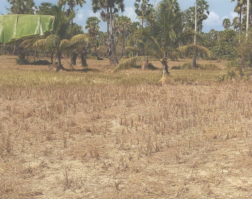 ที่ดินเปล่า ปัตตานี ยะหริ่ง ตอหลัง 27300