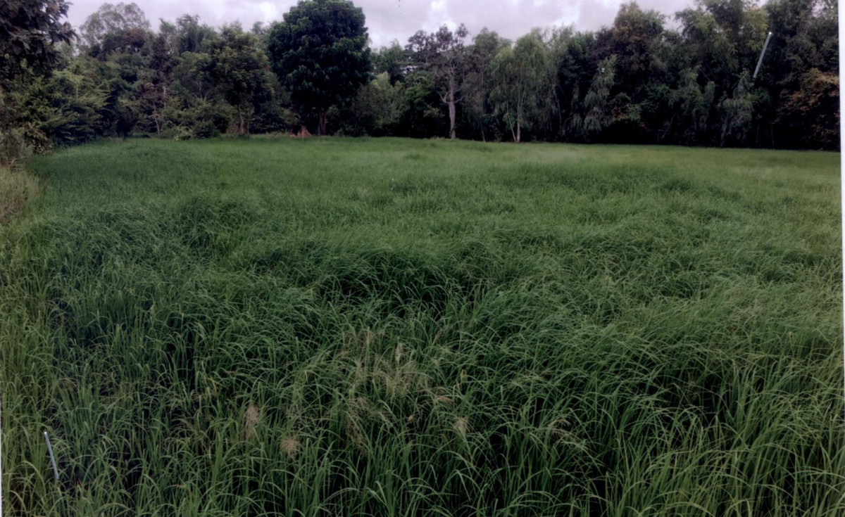 ที่ดินเปล่า อุบลราชธานี ตระการพืชผล นาพิน 123020