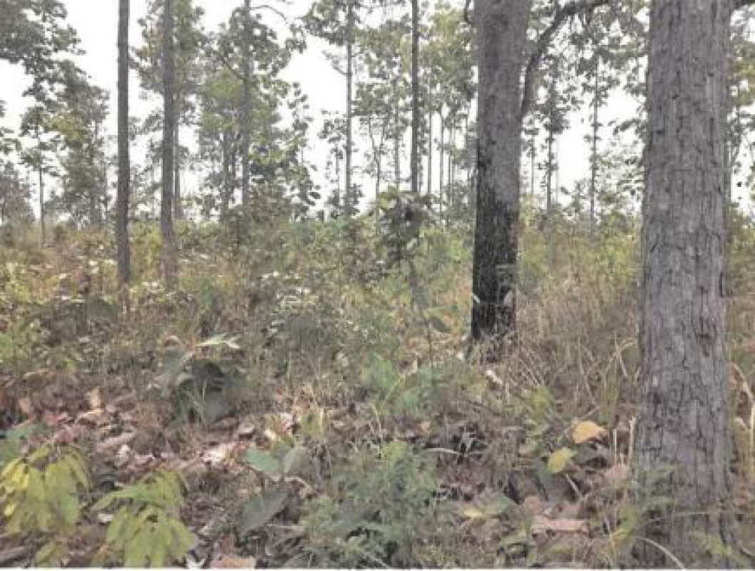 ที่ดินเปล่า อุบลราชธานี พิบูลมังสาหาร โพธิ์ไทร 439920