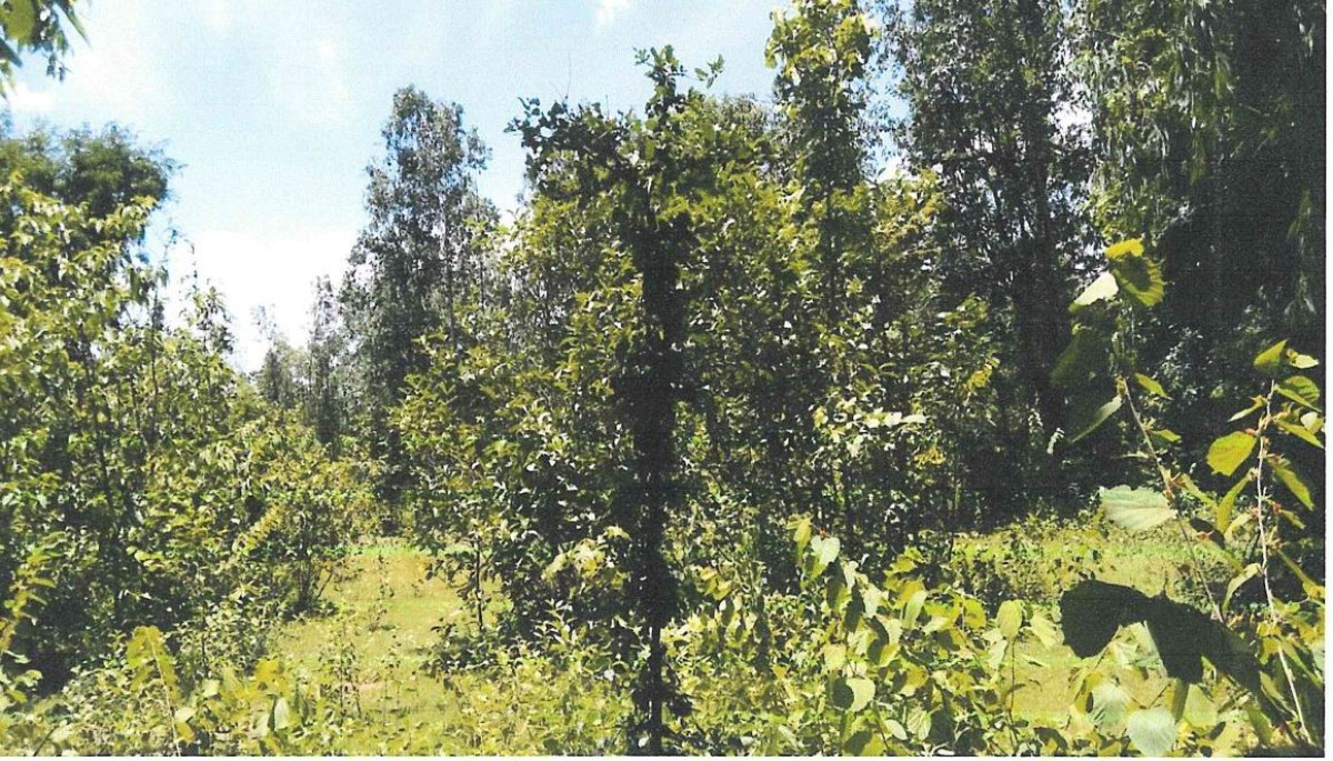 ที่ดินเปล่า ตาก เมืองตาก น้ำรึม 348270