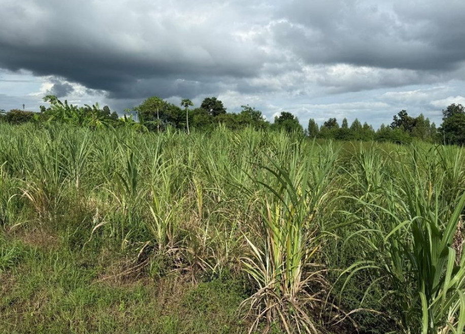 ที่ดินเปล่า ขอนแก่น โคกโพธิ์ไชย นาแพง 89400