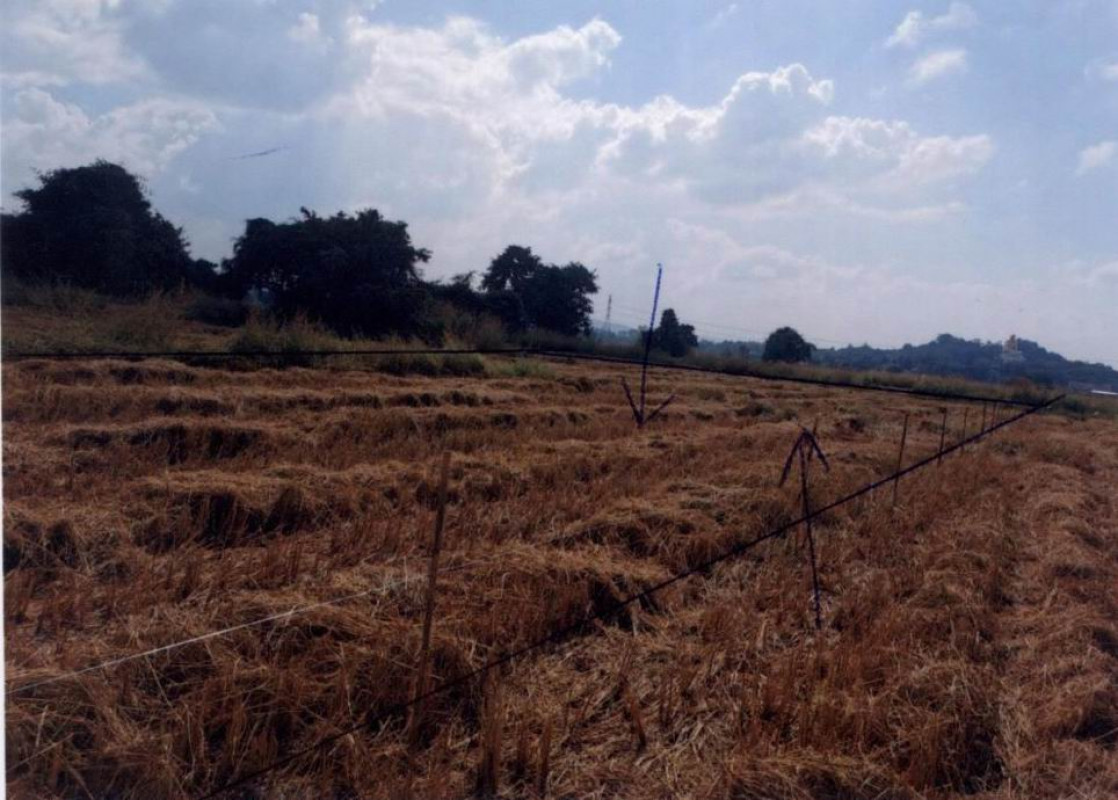 ที่ดินเปล่า ลำพูน เมืองลำพูน ศรีบัวบาน 821350