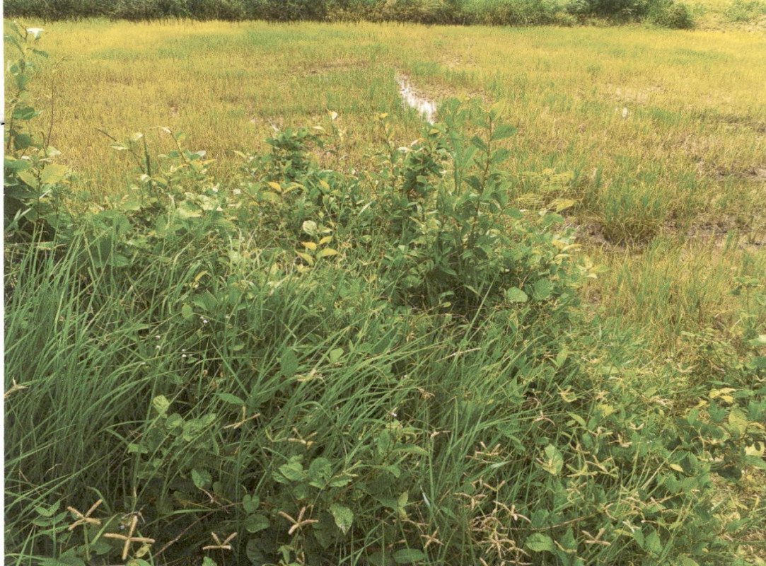 ที่ดินเปล่า กาฬสินธุ์ กมลาไสย หลักเมือง 876250