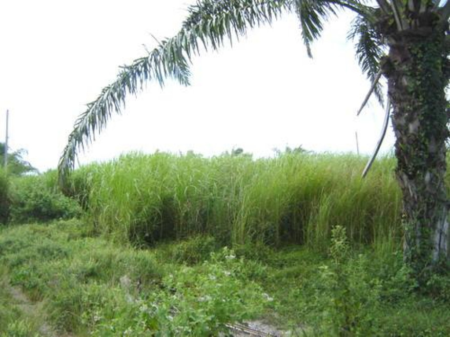 ที่ดินเปล่า หัวหินธารวนา ประจวบคีรีขันธ์ หัวหิน หินเหล็กไฟ 370000