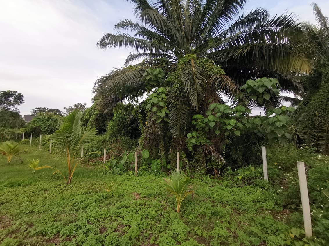 Residential land/lot Trang Sikao Huai Yot 386000