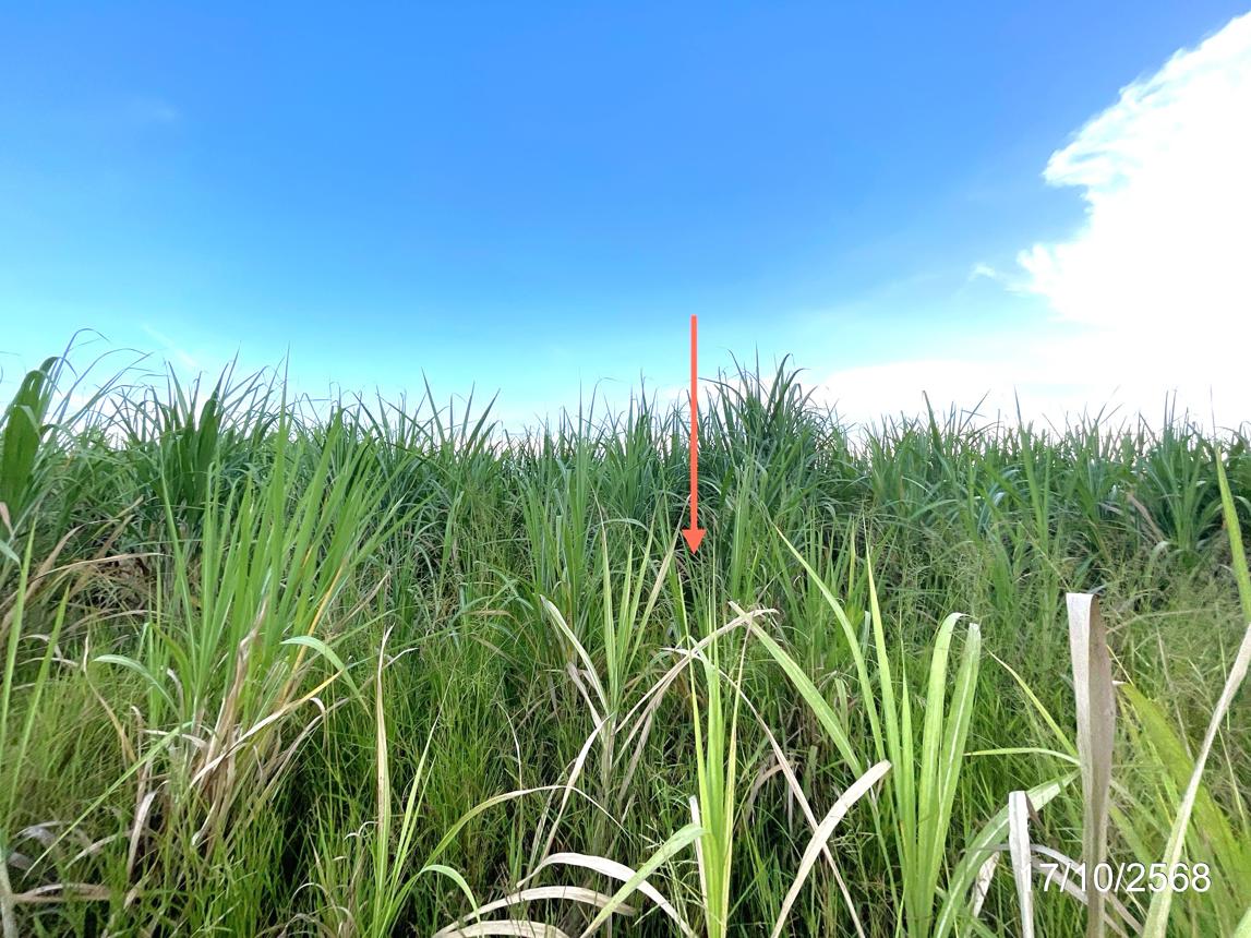 ที่ดินเปล่า นครสวรรค์ เมืองนครสวรรค์ พระนอน 654000