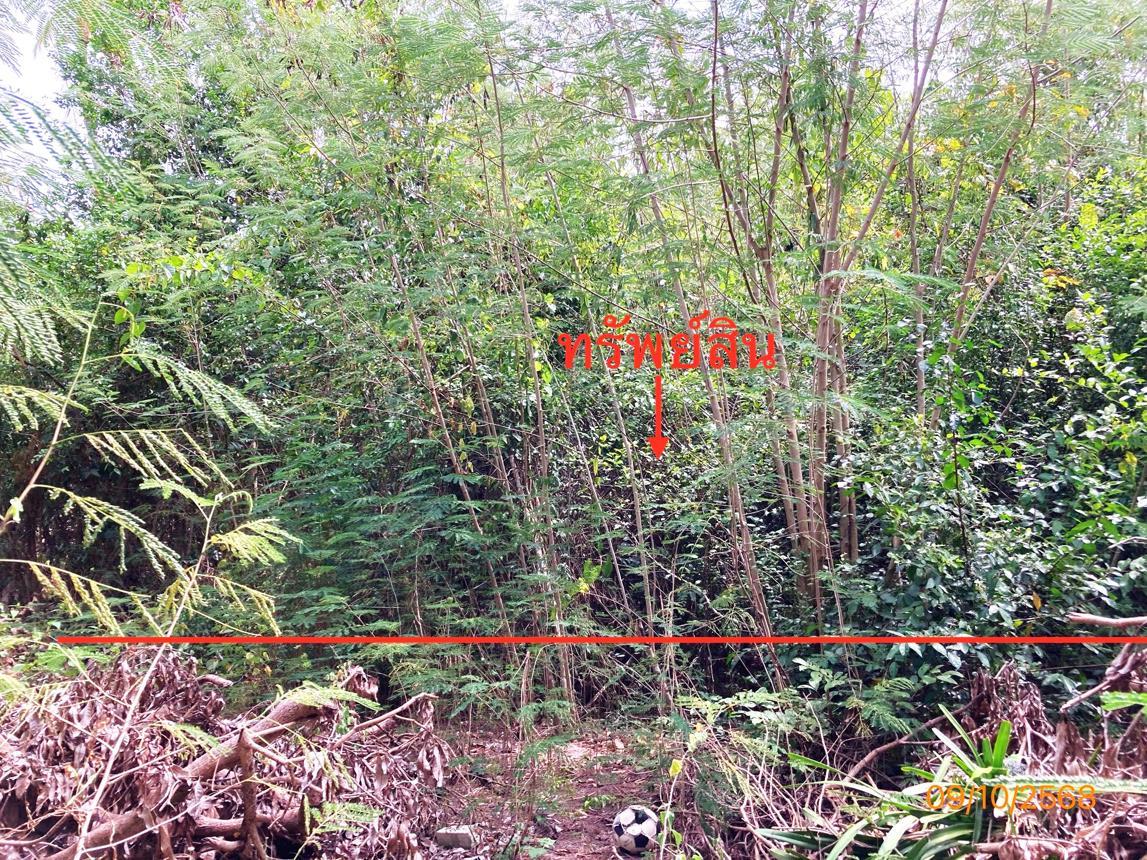 ที่ดินเปล่า สุราษฎร์ธานี ดอนสัก ดอนสัก 388000