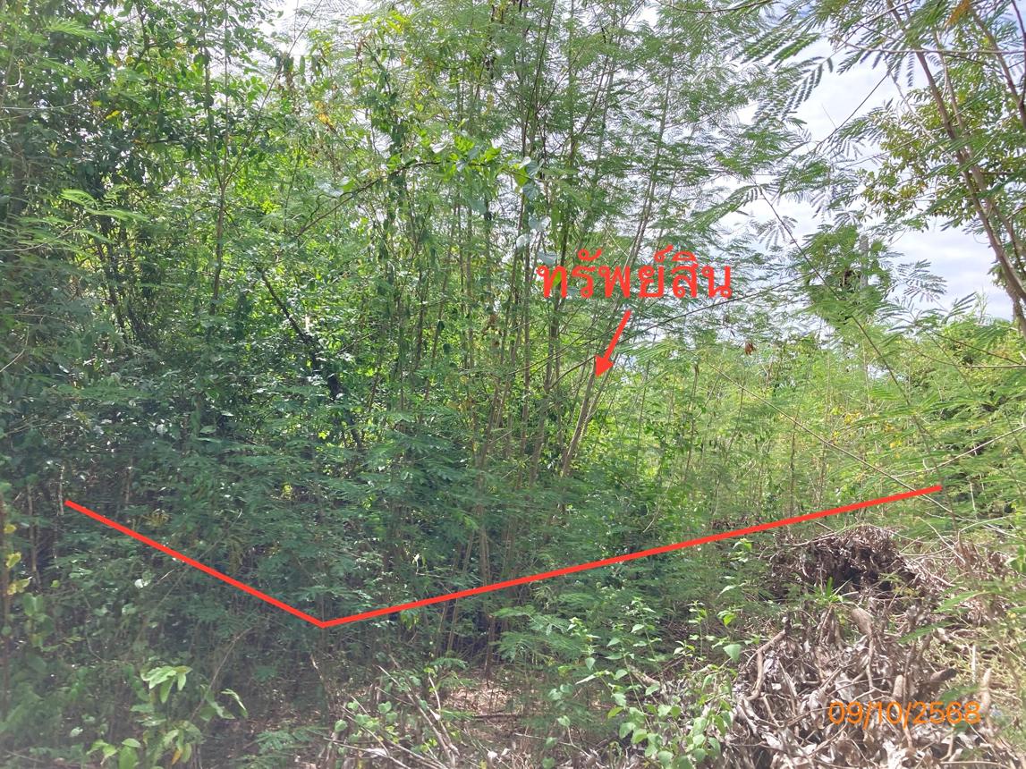 ที่ดินเปล่า สุราษฎร์ธานี ดอนสัก ดอนสัก 388000