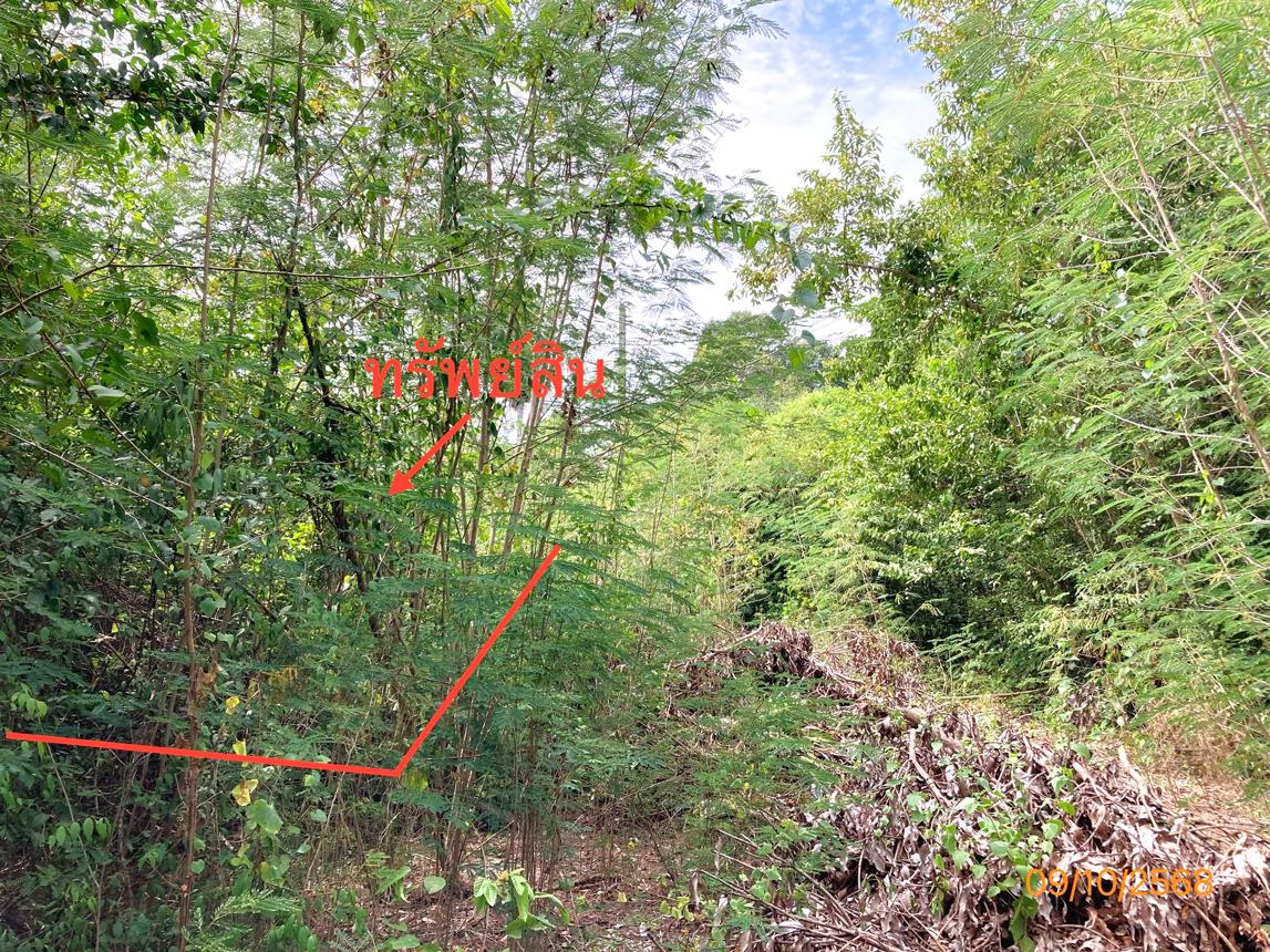 ที่ดินเปล่า สุราษฎร์ธานี ดอนสัก ดอนสัก 388000