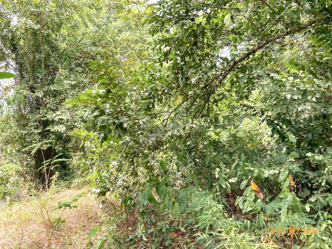 ที่ดินเปล่า สุราษฎร์ธานี ดอนสัก ดอนสัก 388000