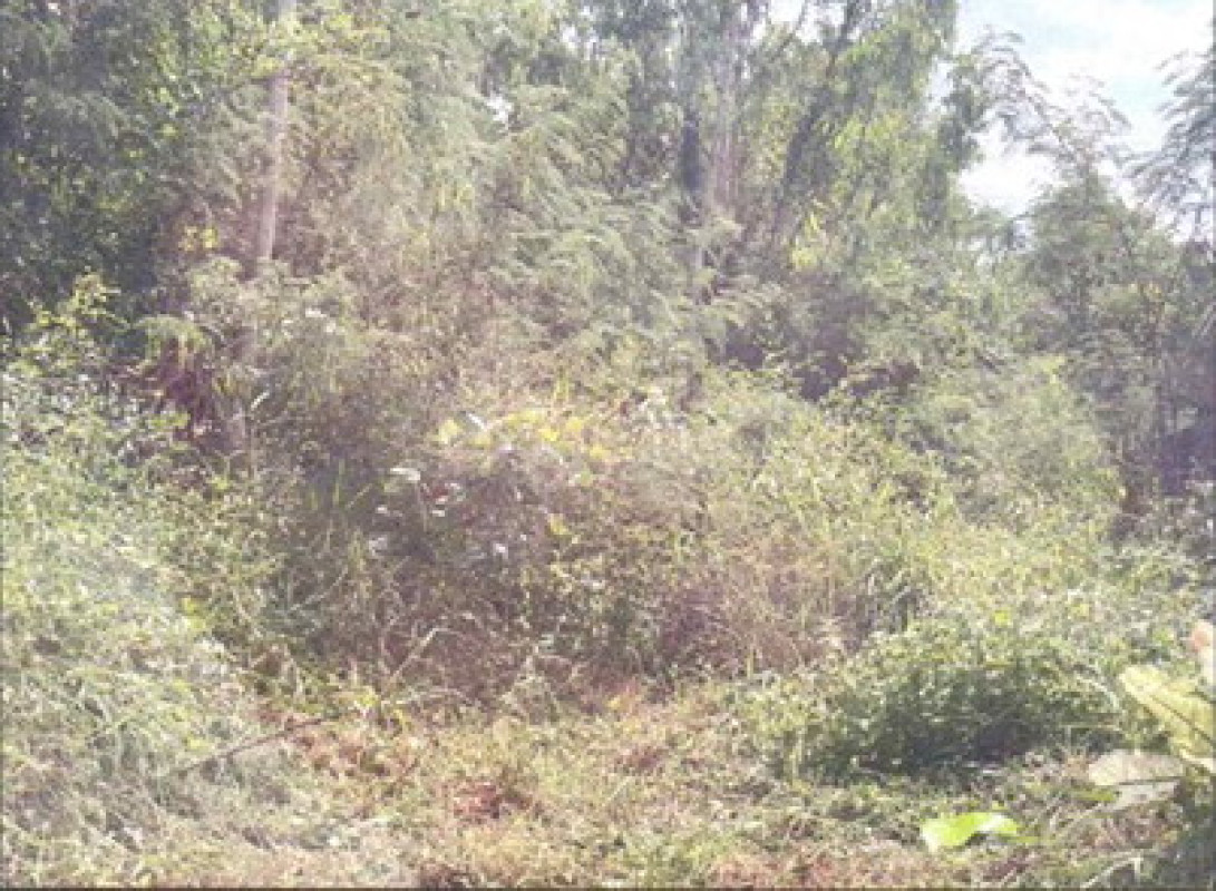 ที่ดินเปล่า สกลนคร พังโคน พังโคน 15300