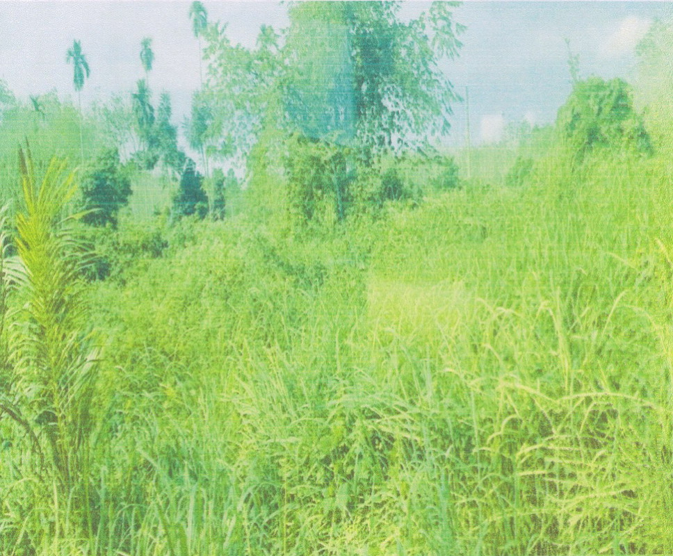 ที่ดินเปล่า นครศรีธรรมราช นาบอน ทุ่งสง 481860