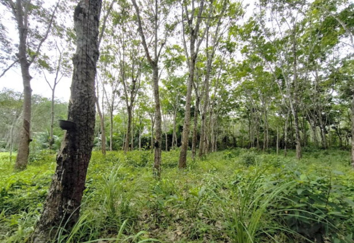 ที่ดินเปล่า นครศรีธรรมราช นบพิตำ นาเหรง 910200