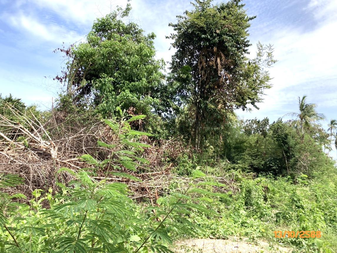 ที่ดินเปล่า สุราษฎร์ธานี ดอนสัก ดอนสัก 1275000