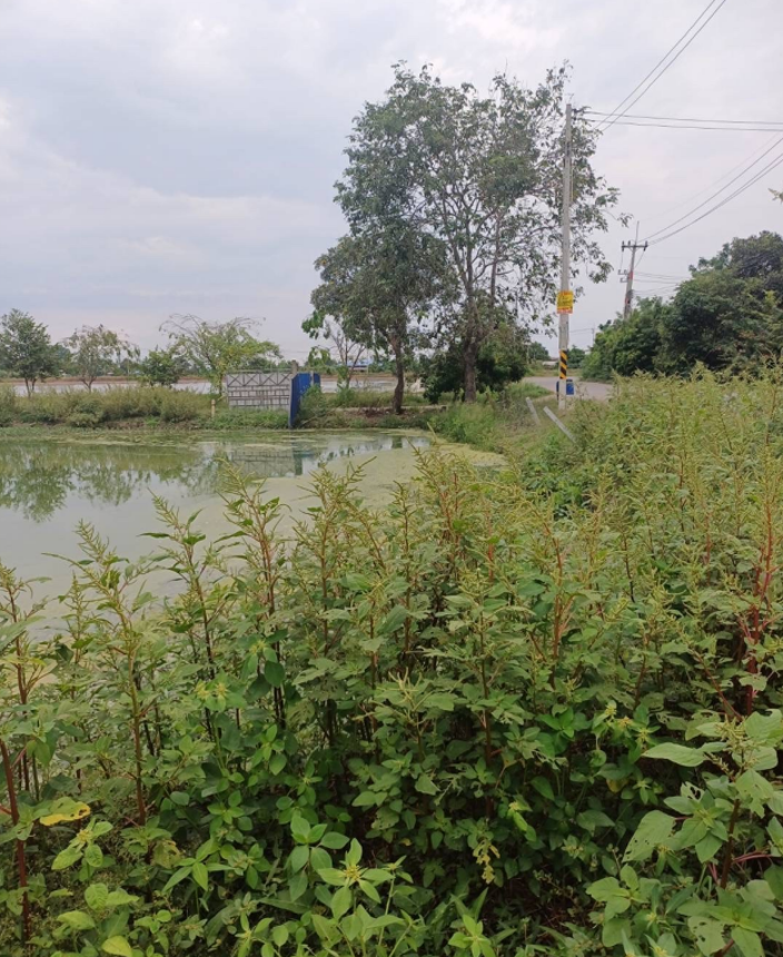 ที่ดินเปล่า ฉะเชิงเทรา เมืองฉะเชิงเทรา คลองเปรง 500000