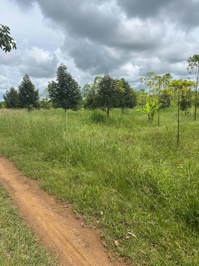 ที่ดินเปล่า จันทบุรี สอยดาว ทรายขาว 25000000