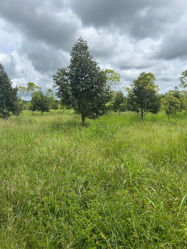 ที่ดินเปล่า จันทบุรี สอยดาว ทรายขาว 25000000