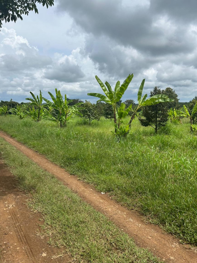 ที่ดินเปล่า จันทบุรี สอยดาว ทรายขาว 25000000