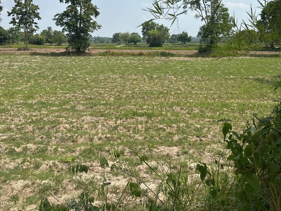 ที่ดินเปล่า ที่ดินว่างเปล่ากาฬสินธุ์ กาฬสินธุ์ เมืองกาฬสินธุ์ โพนทอง 3060000