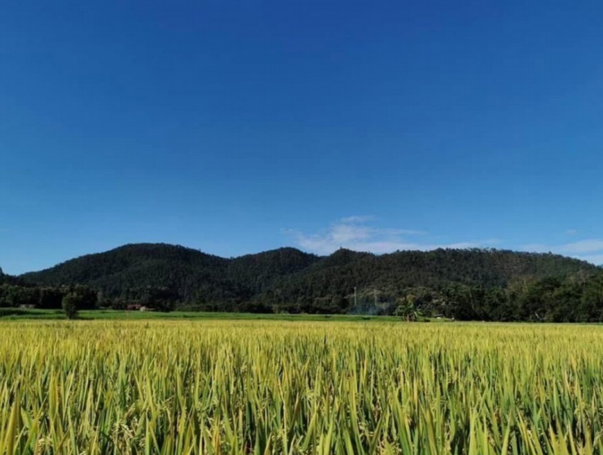 ที่ดินเปล่า เชียงใหม่ สะเมิง สะเมิงใต้ 1833000