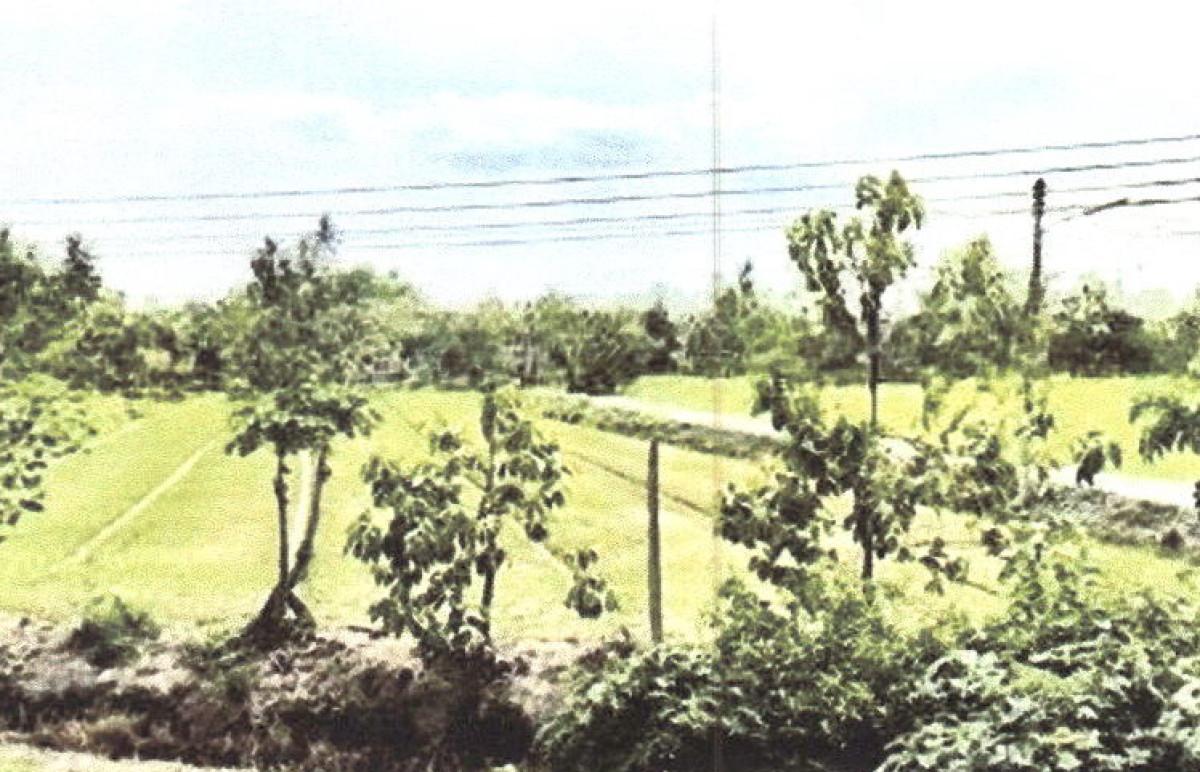 ที่ดินเปล่า สุพรรณบุรี บางปลาม้า บางปลาม้า 7800