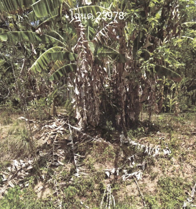 ที่ดินเปล่า พังงา ตะกั่วทุ่ง หล่อยูง 125000