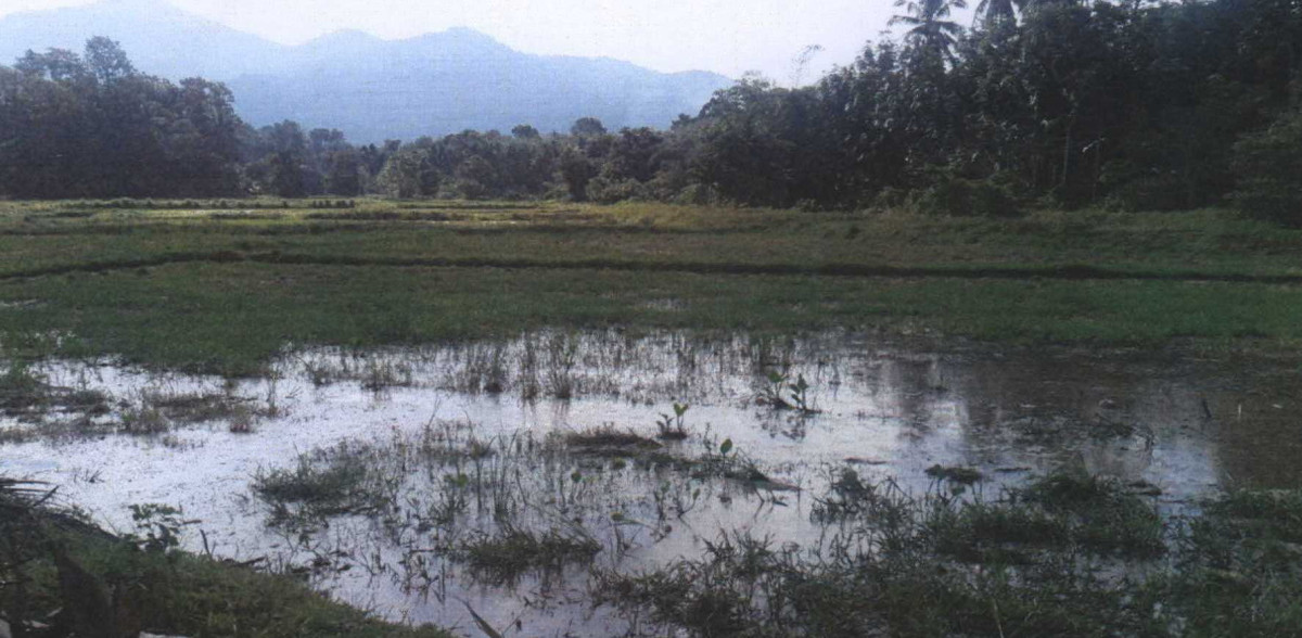 ที่ดินเปล่า ปัตตานี โคกโพธิ์ ปากล่อ 151074