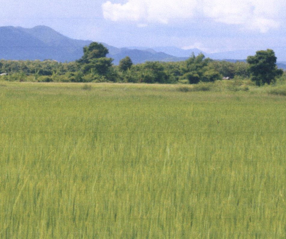 ที่ดินเปล่า แพร่ เมืองแพร่ ทุ่งโฮ้ง 207600