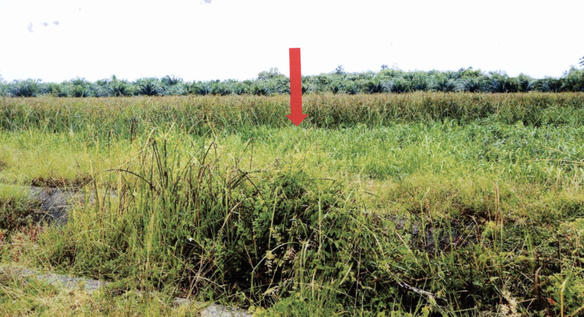 ที่ดินเปล่า พัทลุง ควนขนุน ปันแต 428500