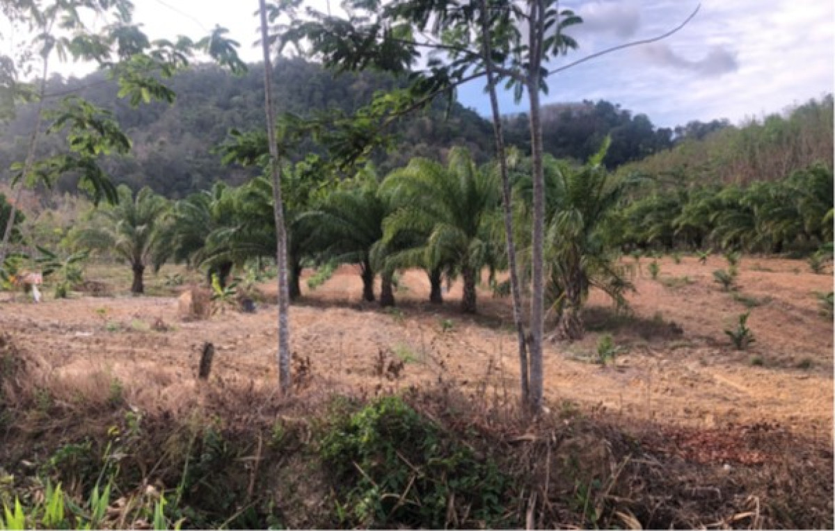 ที่ดินเปล่า สตูล ควนกาหลง ควนกาหลง 471237