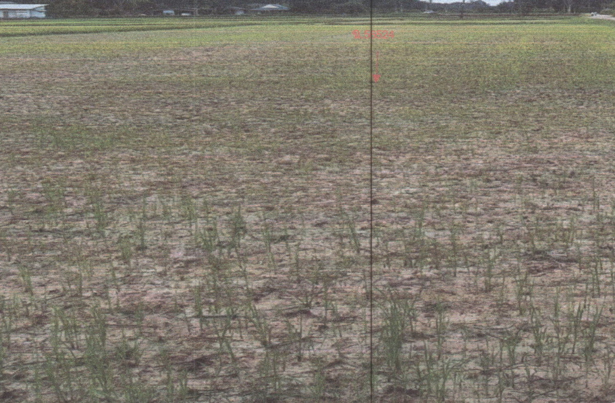 ที่ดินเปล่า พัทลุง ควนขนุน แพรกหา 273000