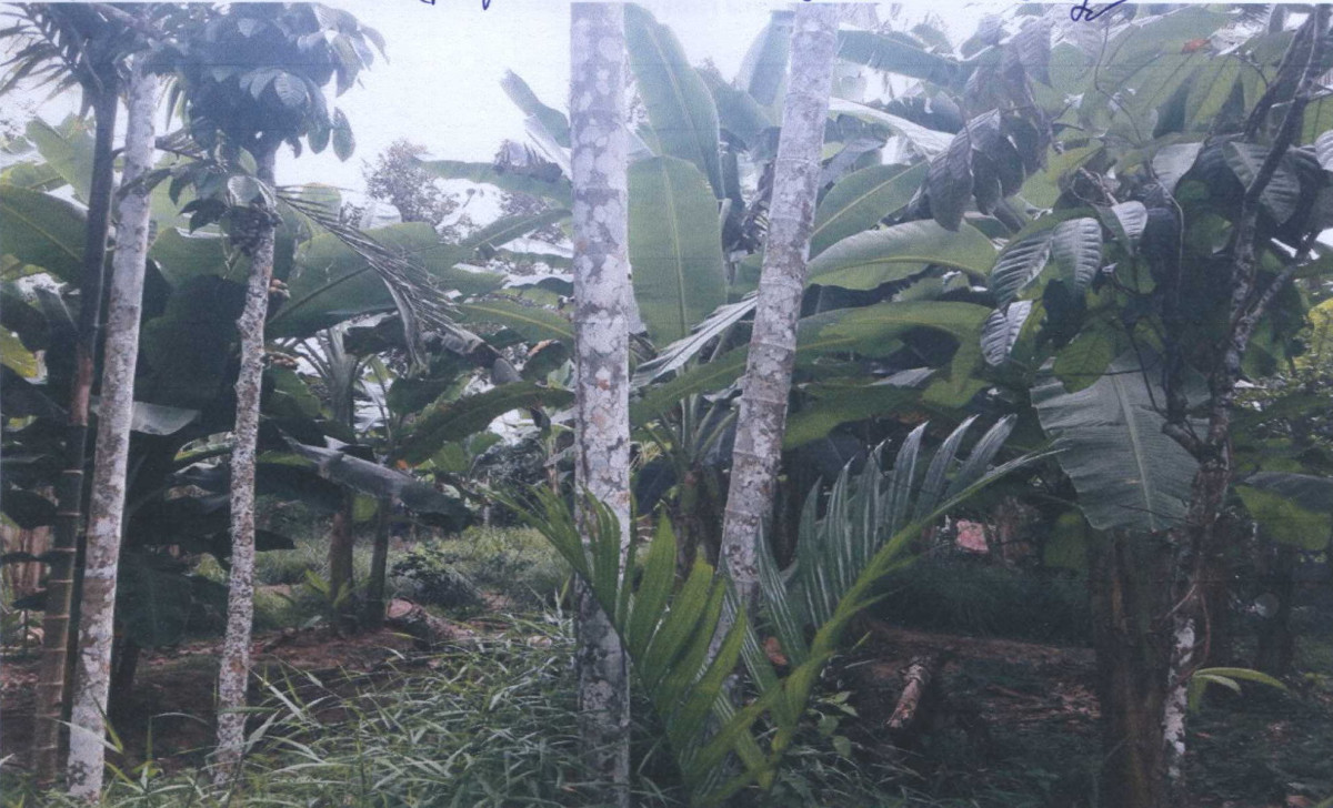 ที่ดินเปล่า ยะลา บันนังสตา บันนังสตา 52020