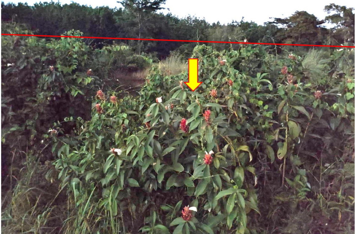 ที่ดินเปล่า สกลนคร เมืองสกลนคร โนนหอม 102500