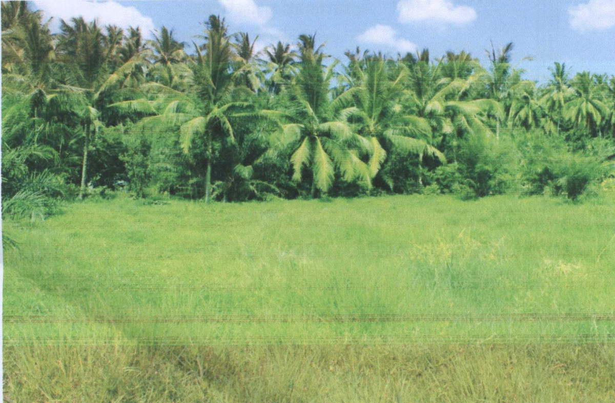 Residential land/lot Surat Thani Kanchanadit Kadae 109800