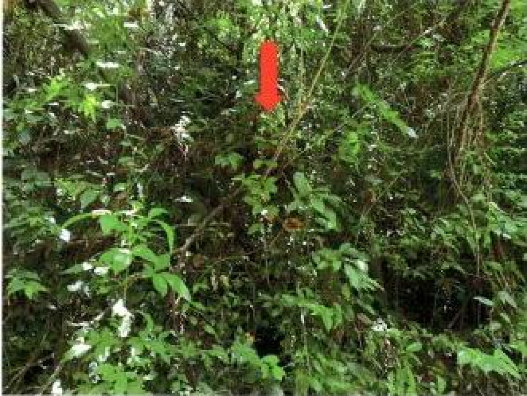 ที่ดินเปล่า สงขลา จะนะ สะพานไม้แก่น 489580