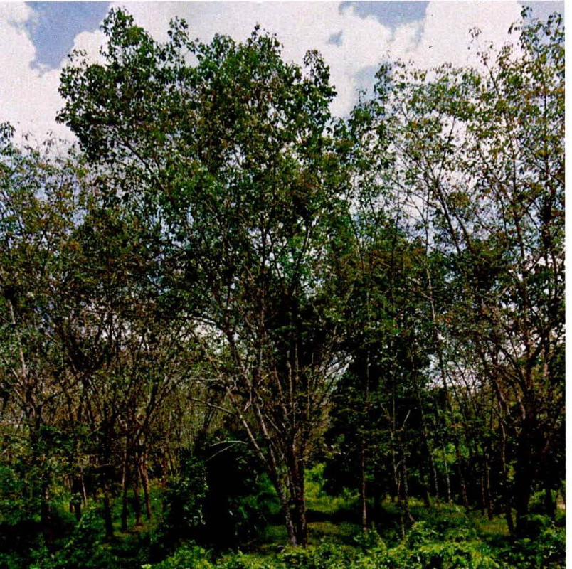 ที่ดินเปล่า ยะลา รามัน ท่าธง 46400