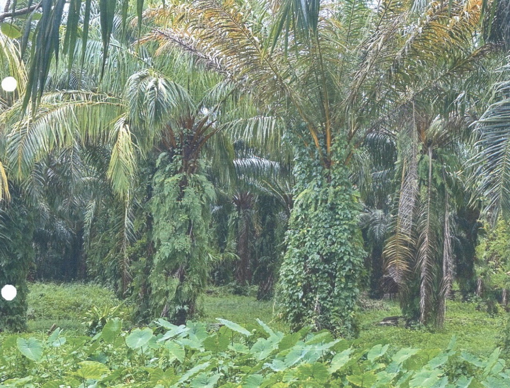 ที่ดินเปล่า พังงา ทับปุด บ่อแสน 1983600