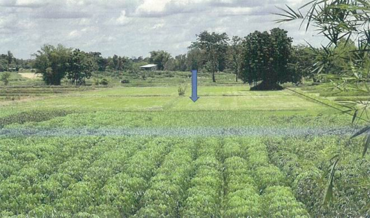 ที่ดินเปล่า อุดรธานี เมืองอุดรธานี เชียงพิณ 1404390