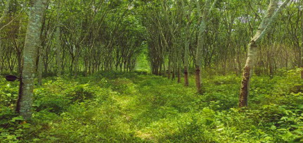 ที่ดินเปล่า ตรัง ห้วยยอด ทุ่งต่อ 2270030