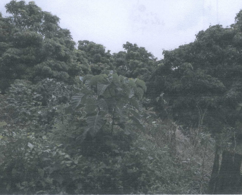 ที่ดินเปล่า ลำพูน ลี้ ศรีวิชัย 34875