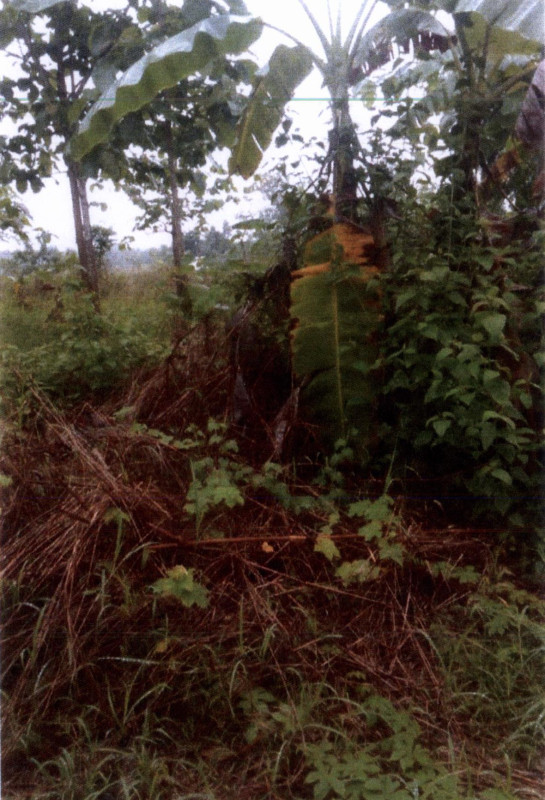 ที่ดินเปล่า เลย เมืองเลย เมือง 596600