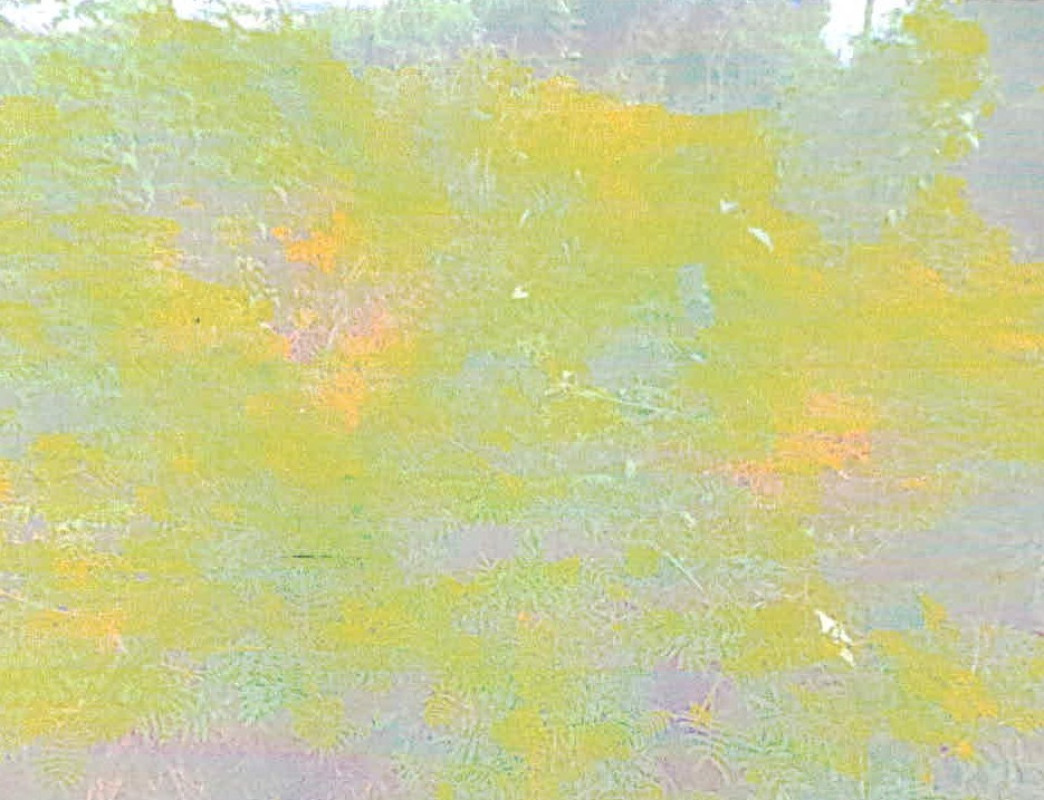 ที่ดินเปล่า เลย ภูกระดึง ภูกระดึง 51120