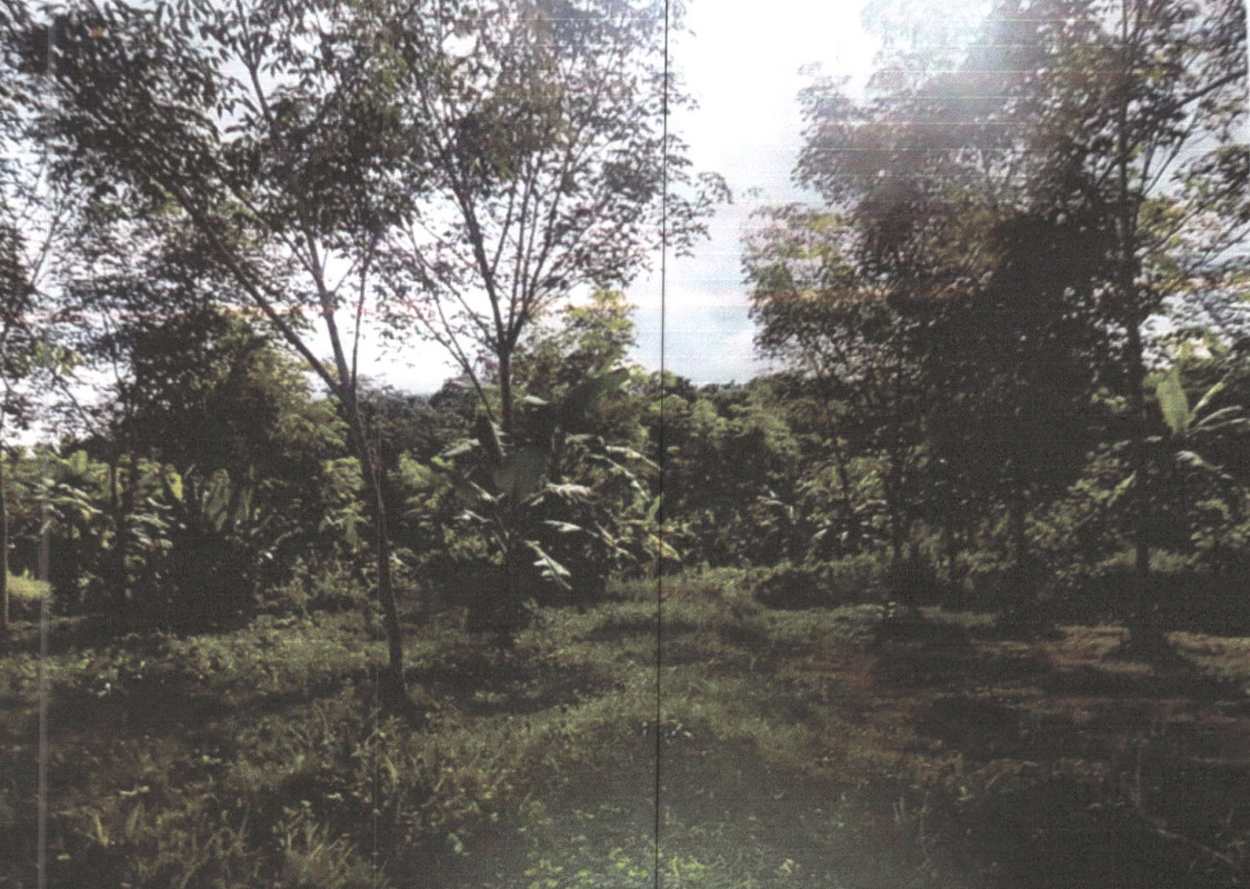 ที่ดินเปล่า พัทลุง ตะโหมด ตะโหมด 745425