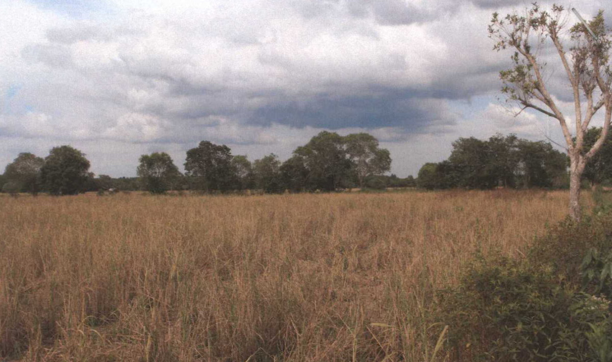 ที่ดินเปล่า ปัตตานี แม่ลาน ป่าไร่ 288466