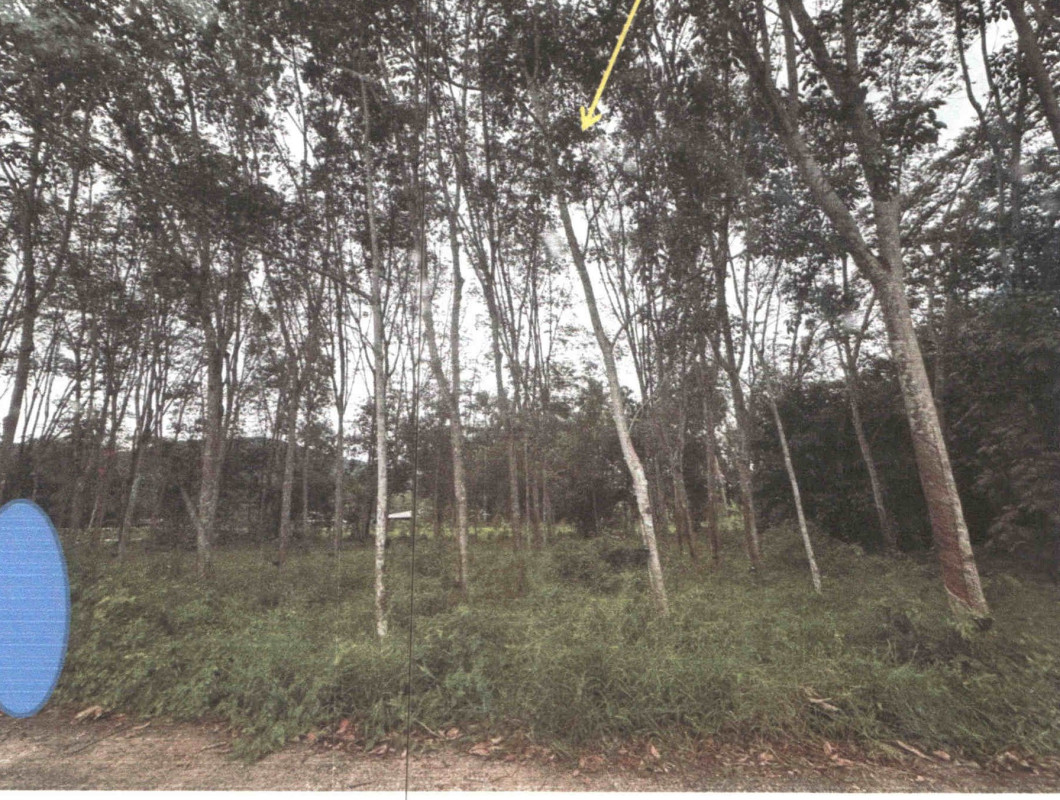 ที่ดินเปล่า พัทลุง ศรีนครินทร์ บ้านนา 473445