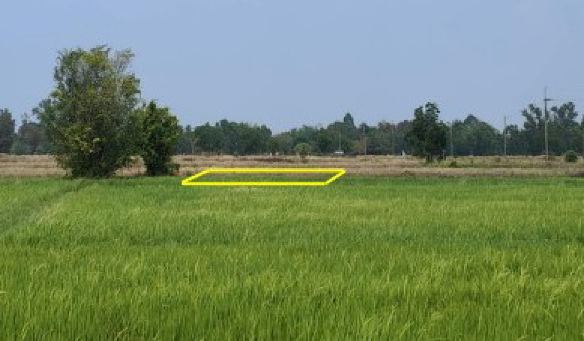 ที่ดินเปล่า พิษณุโลก เมืองพิษณุโลก ดอนทอง 174720