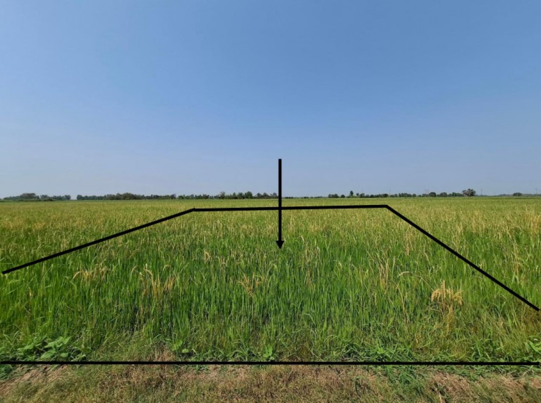 ที่ดินเปล่า พิษณุโลก บางระกำ ท่านางงาม 20000